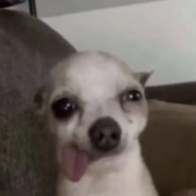 表情包